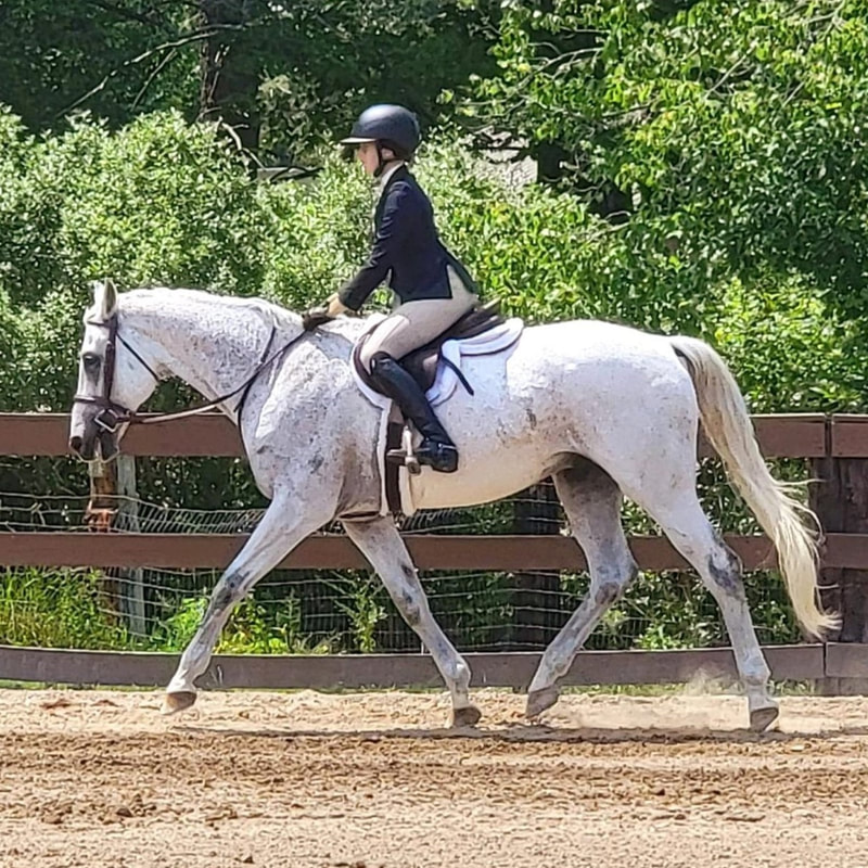 gray horse and rider trotting in a outdoor riding ring